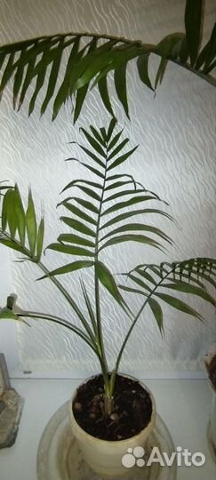 Хамедорея пальма