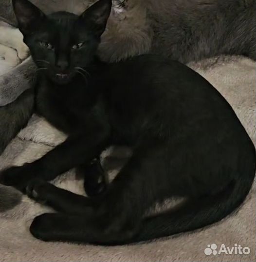 Пропал чёрный кот