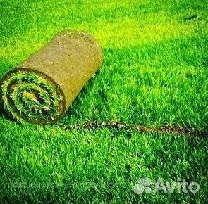 Рулонный газон