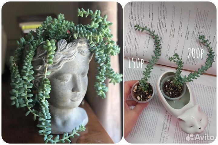 Суккуленты разные от