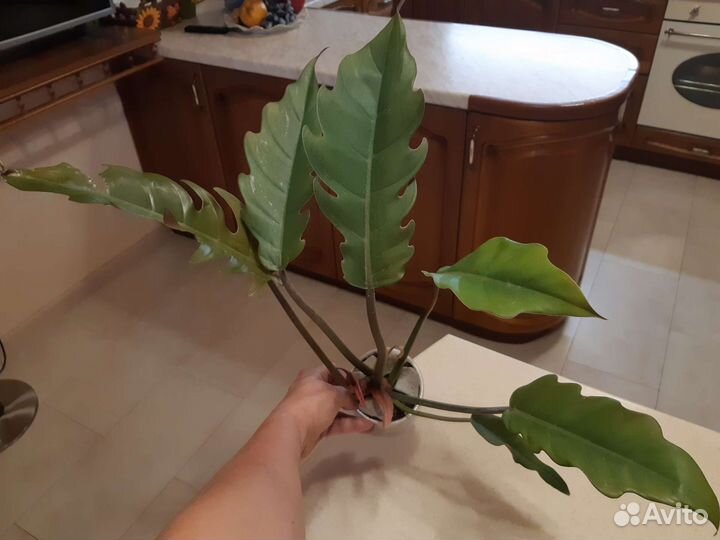 Филодендрон карамель марбл