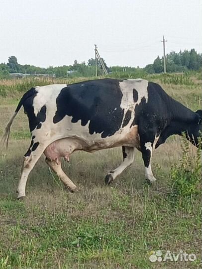 Коровы дойные
