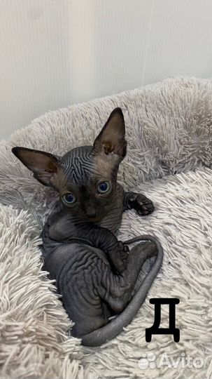 Канадский сфинкс