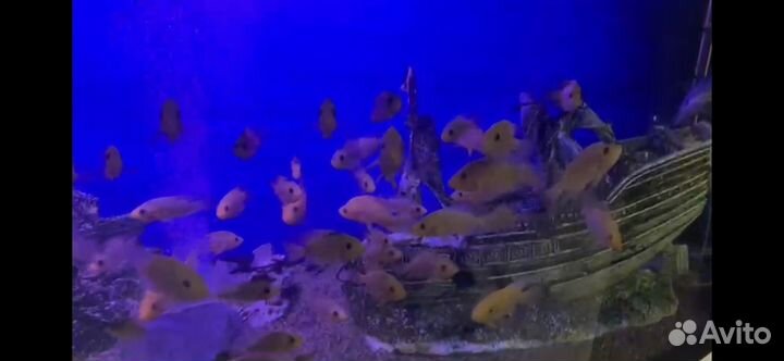 Аквариум с тумбой