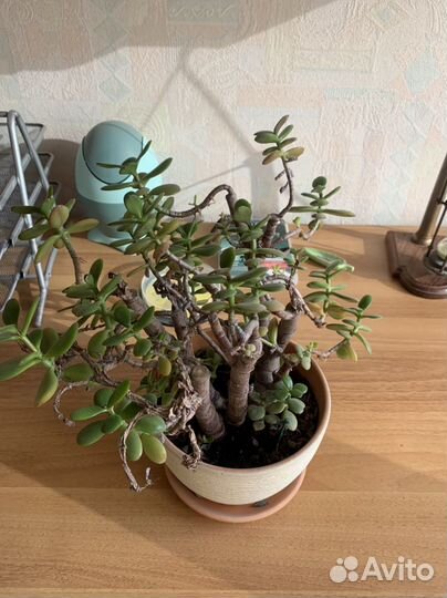 Денежное дерево