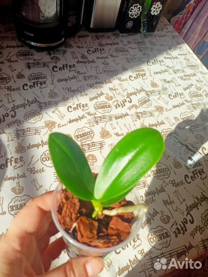 Орхидея фаленопсис мини