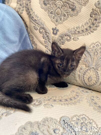 Котик чаузи ф1 гризли