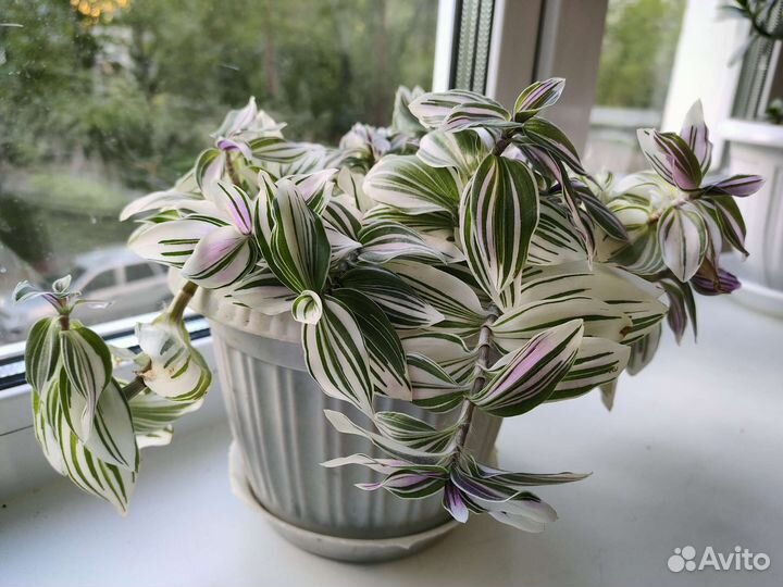 Традесканция карликовая (компактная)