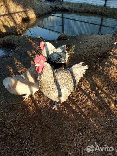 Петушки Мехеленская кукушка (Малин)