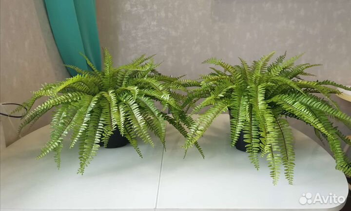 Папоротник