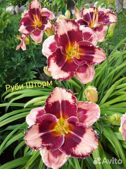 Лилейник Руби Шторм