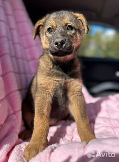 Собака в добрые руки