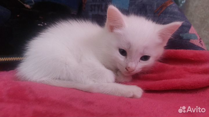 Отдам котят
