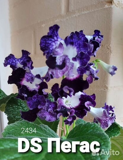 Стрептокарпус ч4