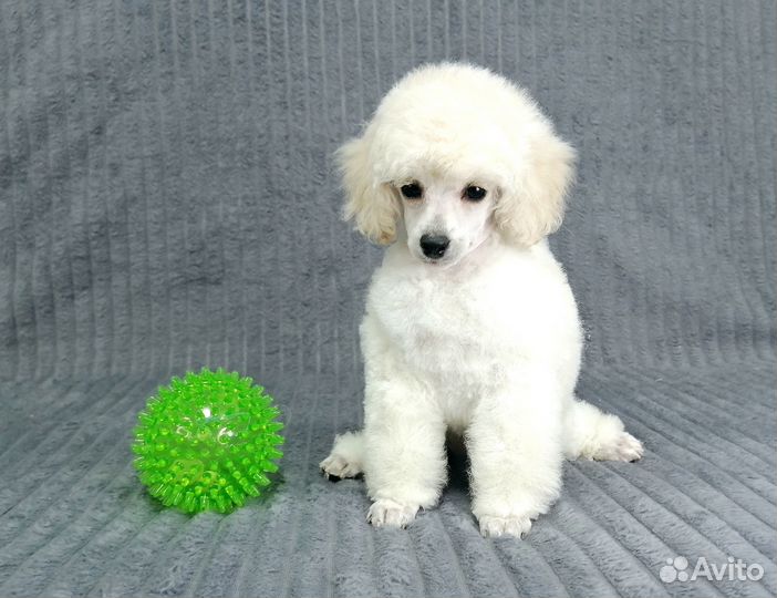 Той пудель малыши