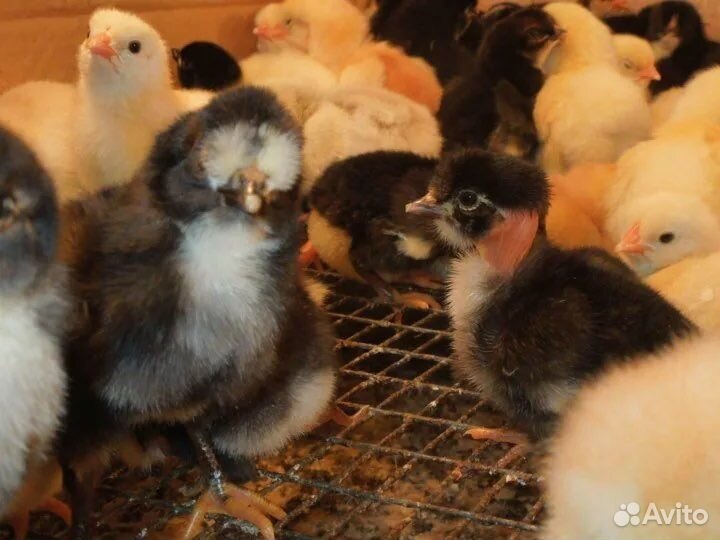 Цыплята суточные и подрощеные
