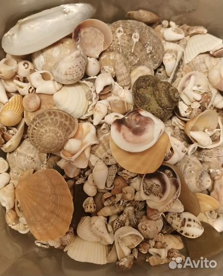 Для аквариума и террариума: грунт +камни, ракушки