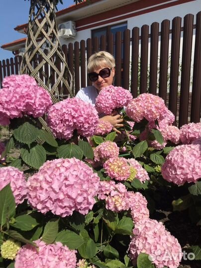 Гортензия крупнолистная саженцы