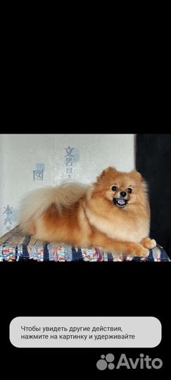 Померанский шпиц