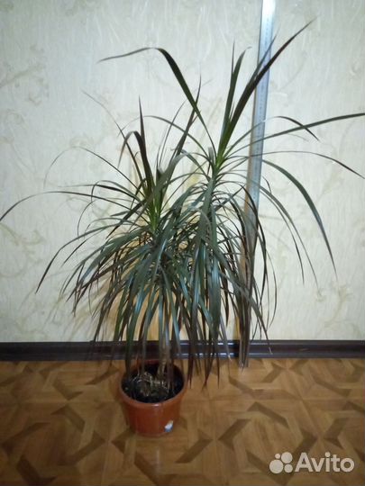 Драцена Маргината (драцена-пальма)