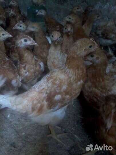 Молодые куры яичные Ломан Браун