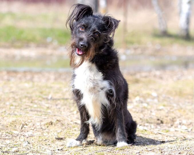 Собачка с двумя лапками