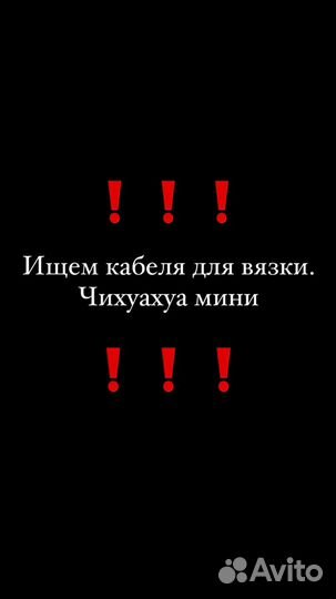 Чихуахуа мини