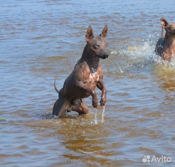 Американочки- щенки американского голого терьера