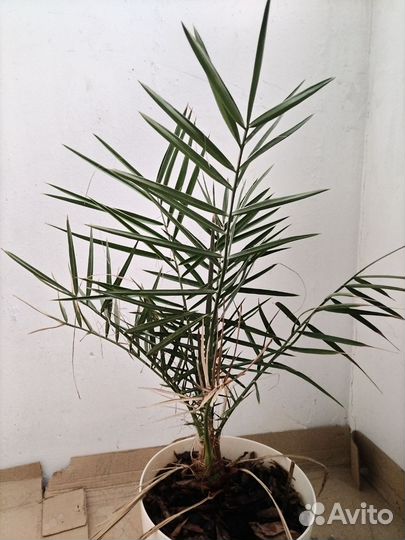 Финиковая пальма