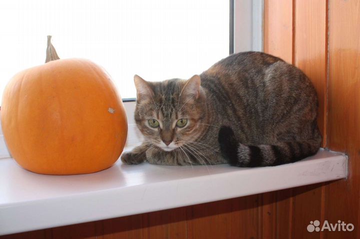 Ищем ответственные руки