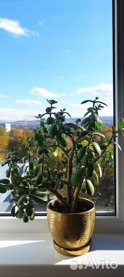 Толстянка денежное дерево