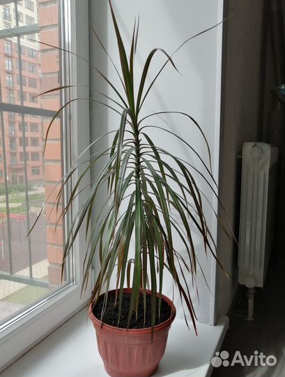 Драцена (№2)