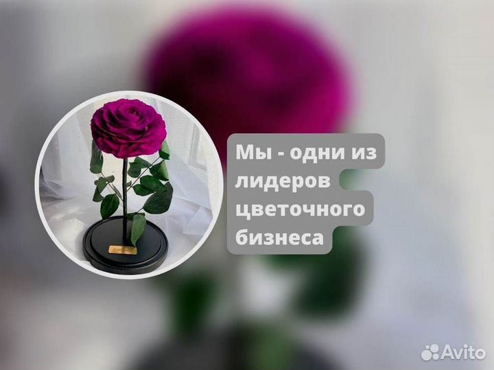 Роза в колбе. Вечная