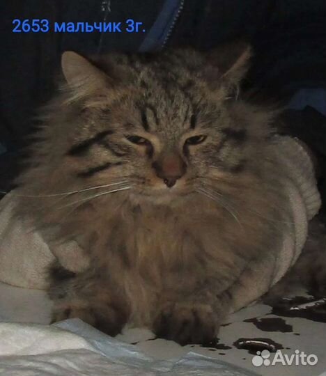 Кошечки в дом