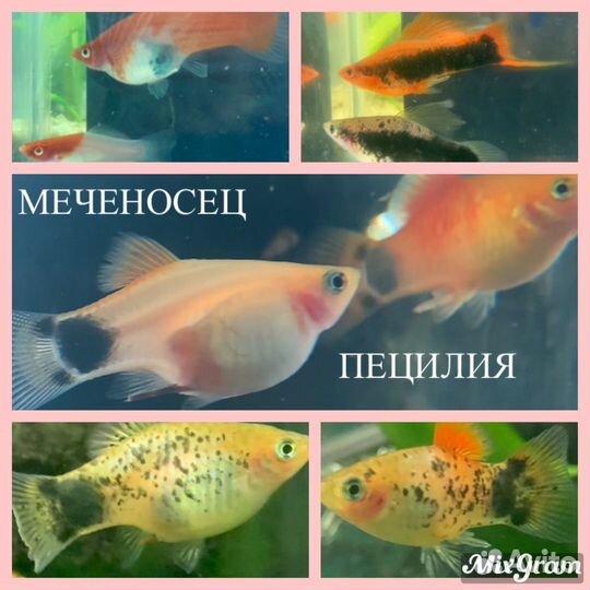 Аквариумные рыбки. Пецилия, меченосец