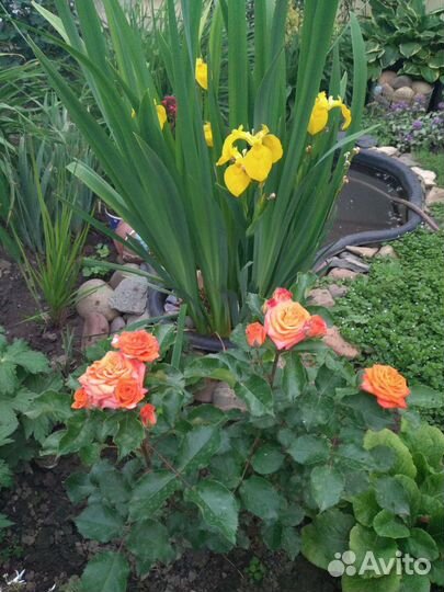 Ирис болотный