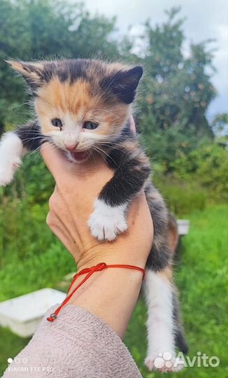 Кошка в дар бесплатно