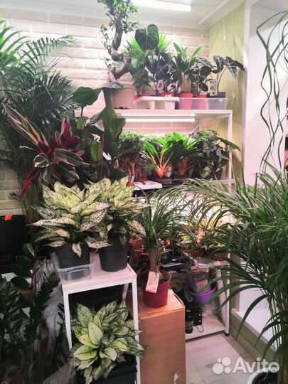 Комнатные растения цветы озеленение