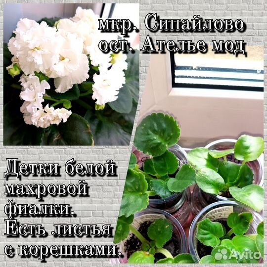 Фиалка белая махровая