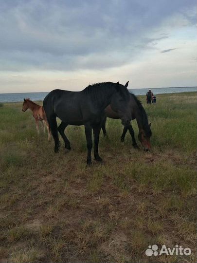Жеребцы и кобылы