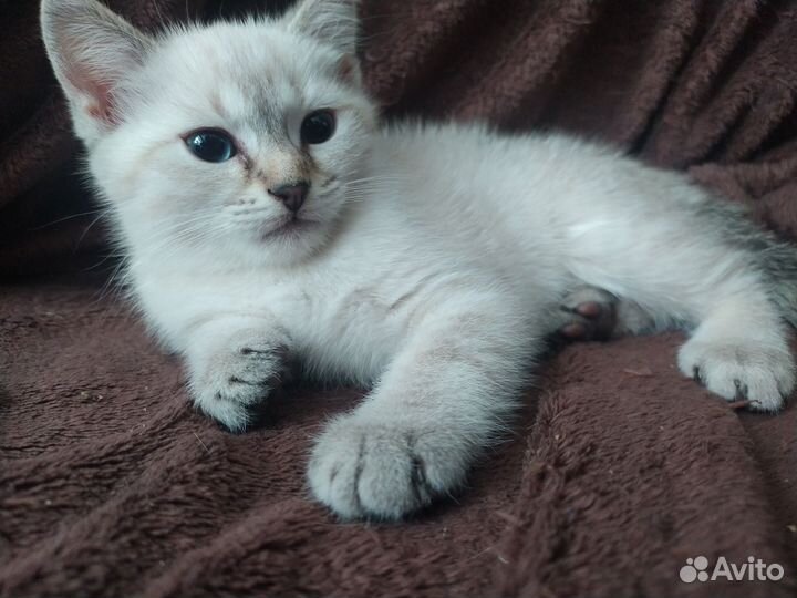 Тайские котята