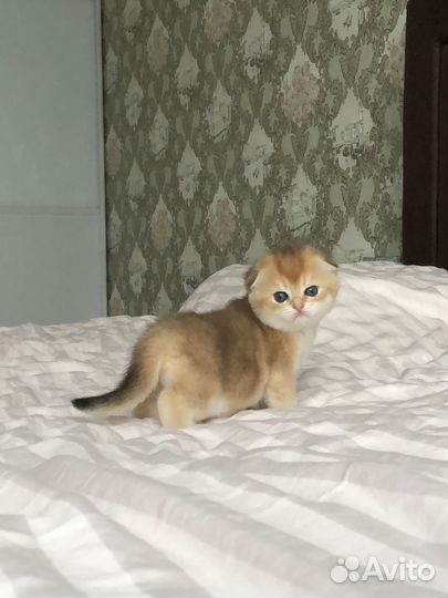 Золотая шиншилла