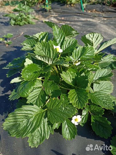 Ремонтантная земляника