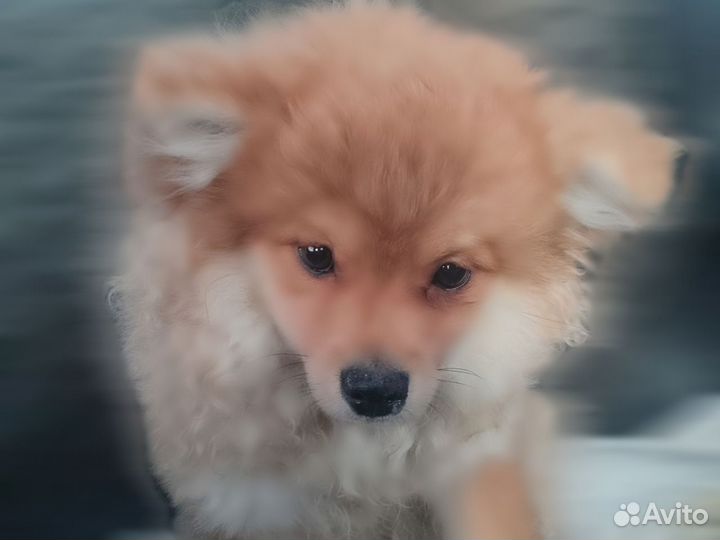 Немецкий шпиц