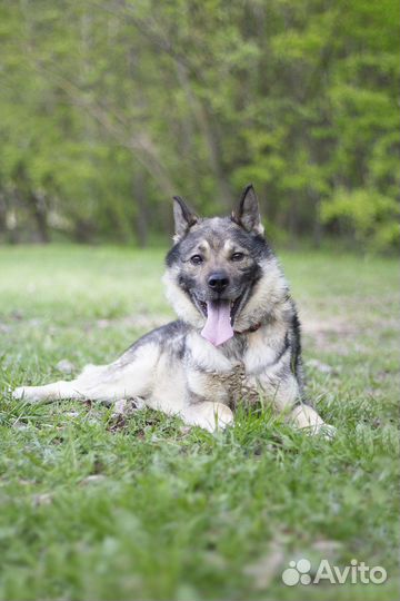 Собака в добрые руки