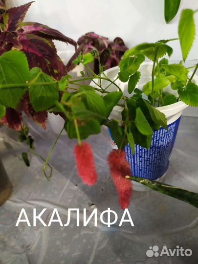 Экзоты комнатные