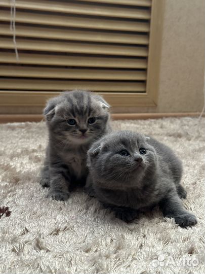 Шотландские котята