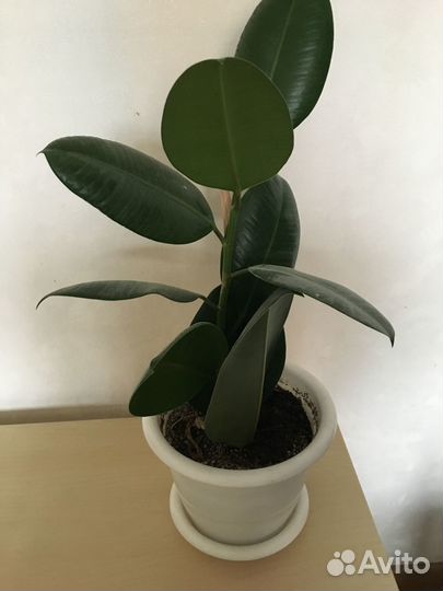 Фикус (разные)