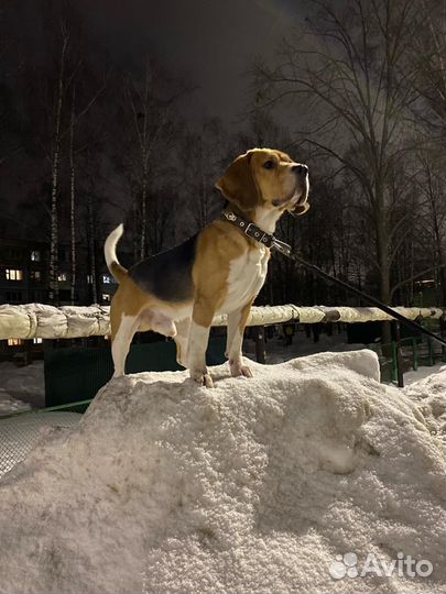 Вязка бигль кобель