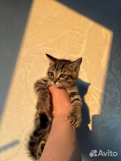 Кошки в добрые руки бесплатно